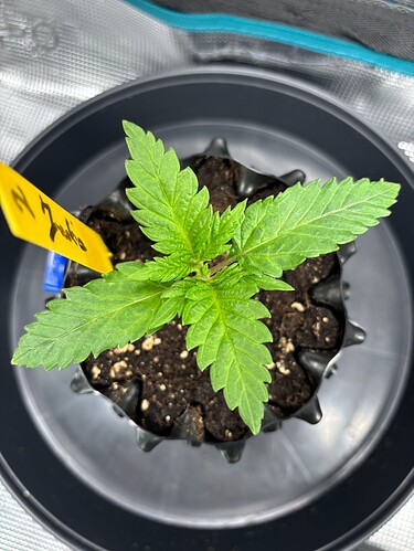 Growreport Bild 25