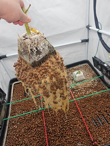 Growreport Bild 4