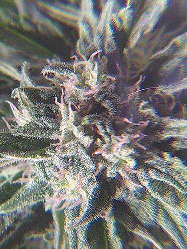 Growreport Bild 10