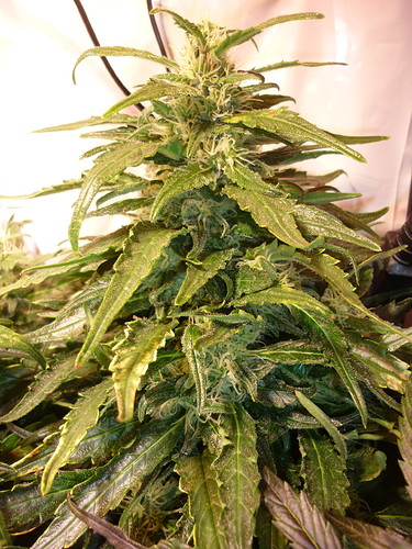 Growreport Bild 7