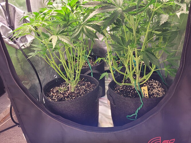 Growreport Bild 1