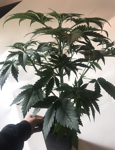 Growreport Bild 2