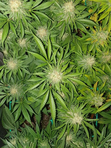 Growreport Bild 7