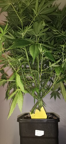 Growreport Bild 9