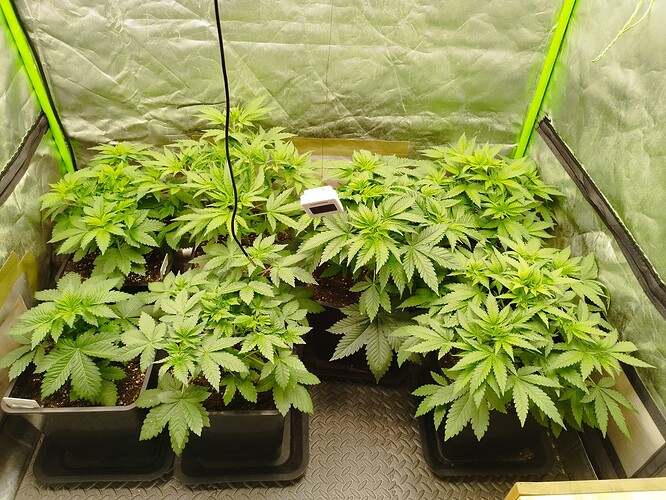 Growreport Bild 5