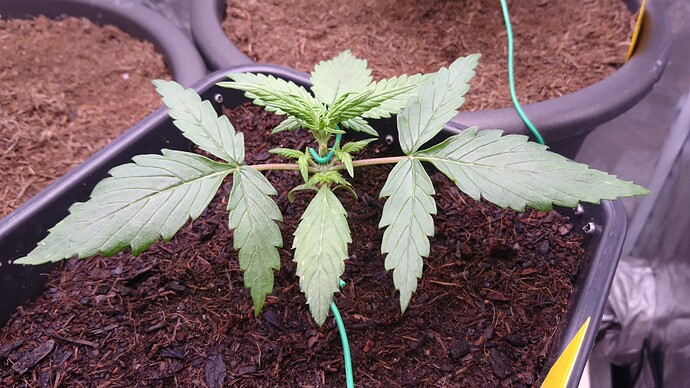 Growreport Bild 3