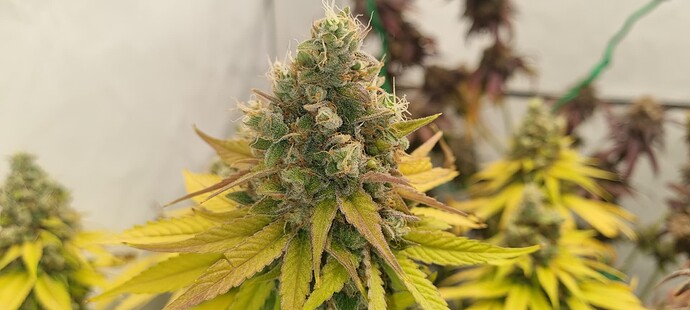 Growreport Bild 8