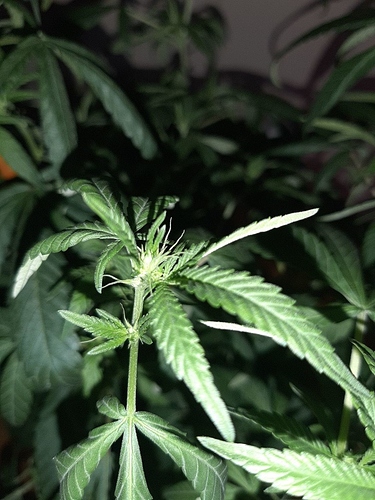 Growreport Bild 4