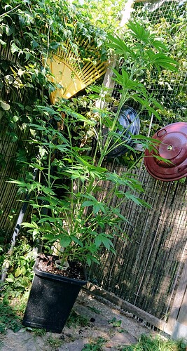 obscura1660212032662