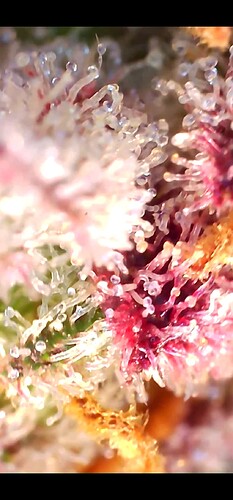 Growreport Bild 36