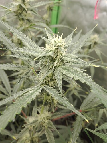 Growreport Bild 11