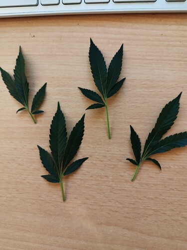 Growreport Bild 3
