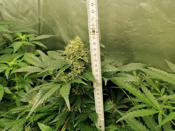 Growreport Bild 23