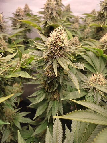 Growreport Bild 17