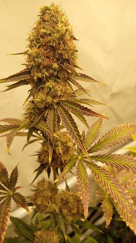 Growreport Bild 16