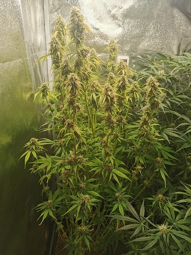 Growreport Bild 5