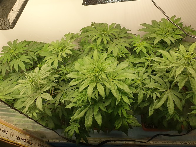 Growreport Bild 1