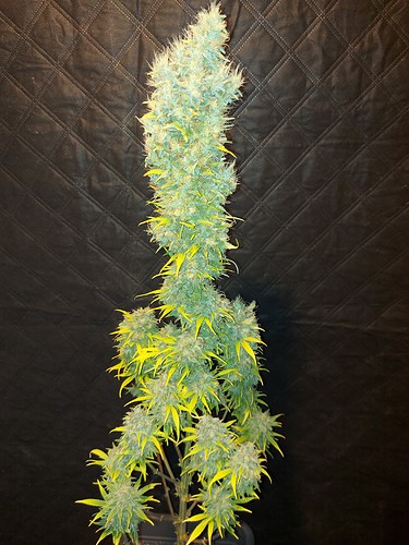 Growreport Bild 16