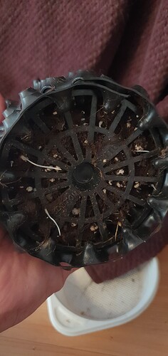 Growreport Bild 1