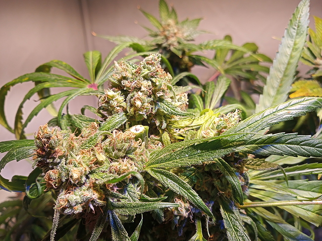 Growreport Bild 1