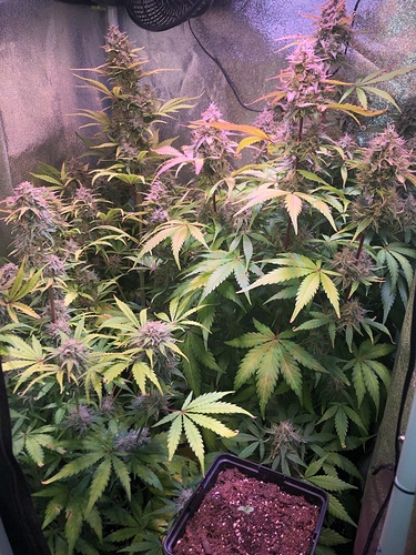 Growreport Bild 6