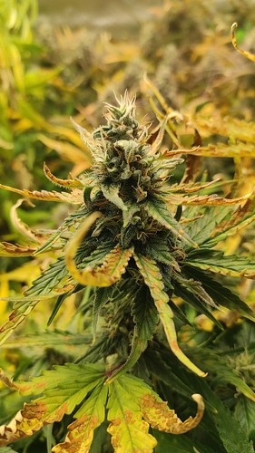 Growreport Bild 2