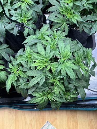 Growreport Bild 13
