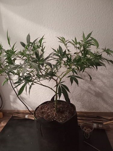 Growreport Bild 18
