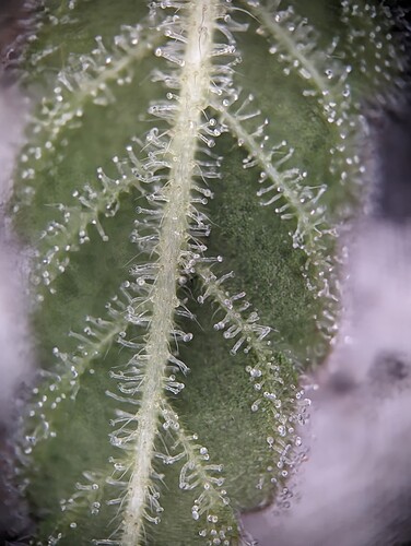 Growreport Bild 20