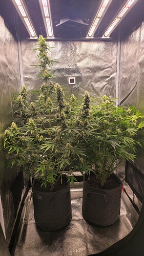 Growreport Bild 5