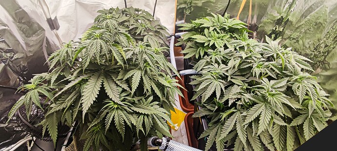 Growreport Bild 1