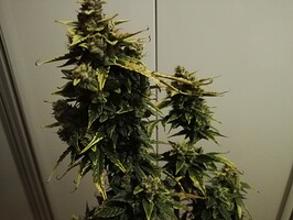 GG#1_240119-2