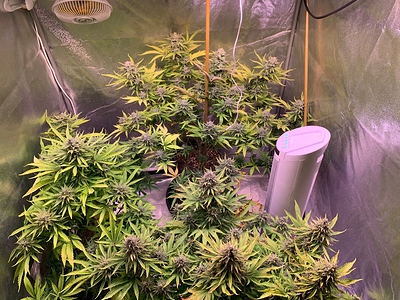 Growreport Bild 21