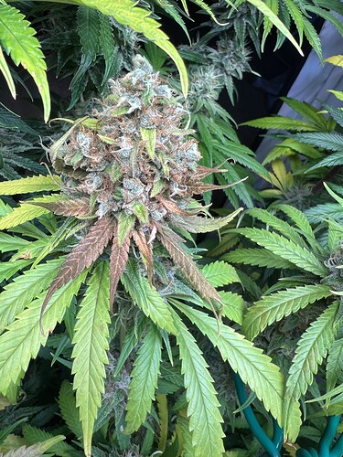 Growreport Bild 14