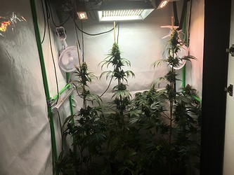 Growreport Bild 1
