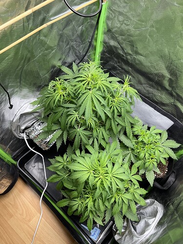 Growreport Bild 8