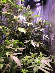 Growreport Bild 1