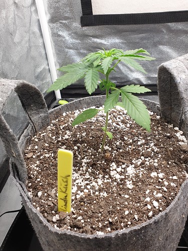 Growreport Bild 6