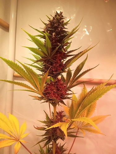 Growreport Bild 53