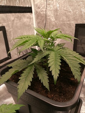 Growreport Bild 20