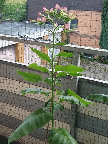 Growreport Bild 2