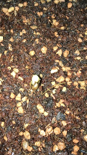 Growreport Bild 9
