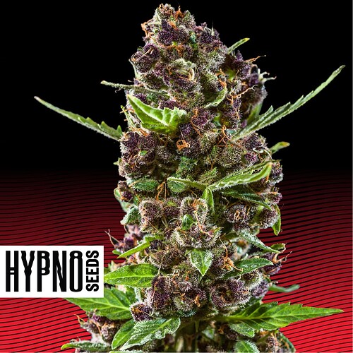 Hypno_Seeds_-_Red_Chile_Truffles-3157