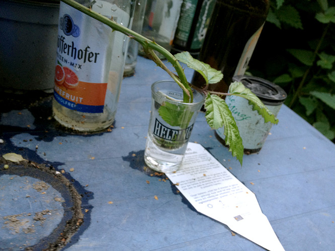 BrombeerSchnaps_1
