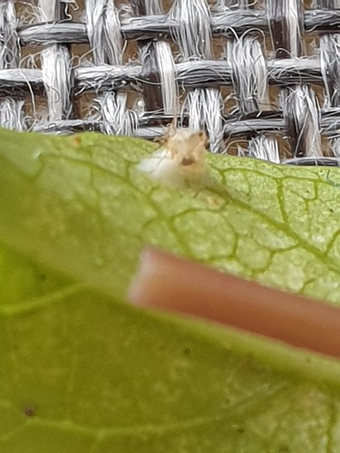 Growreport Bild 7