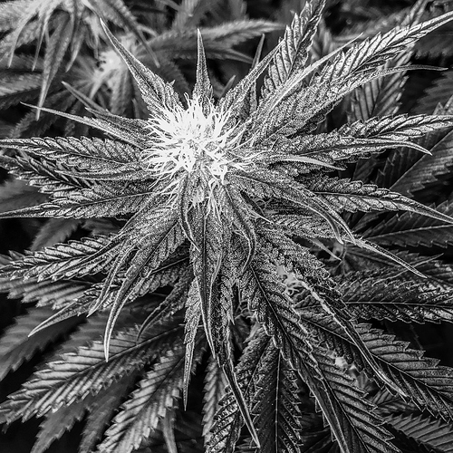 Growreport Bild 2