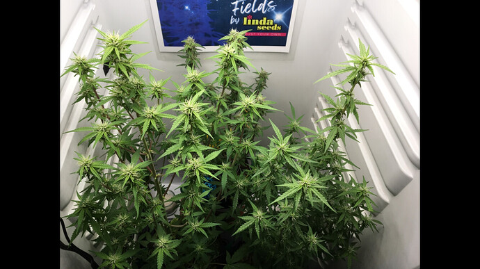 Growreport Bild 8