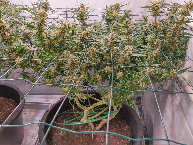 Growreport Bild 7