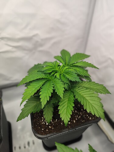 Growreport Bild 12