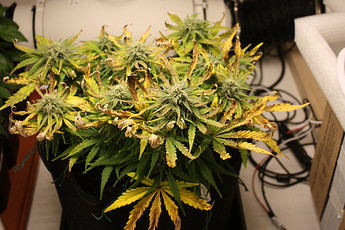 Growreport Bild 5